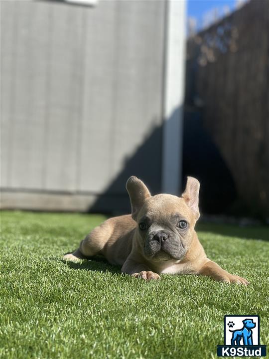 a small french bulldog dog lying on grass