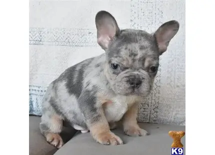 a small french bulldog puppy on a couch