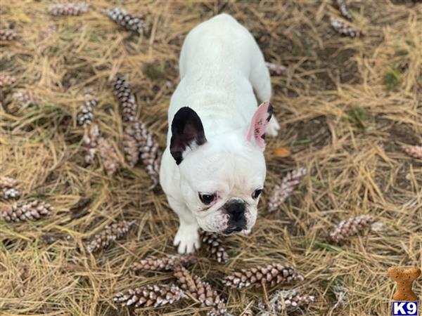 a french bulldog dog with a bird on its head