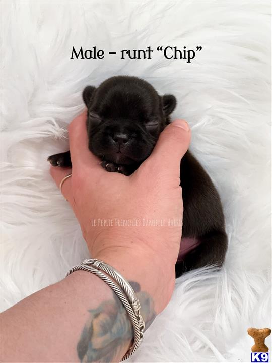 a person holding a french bulldog dog