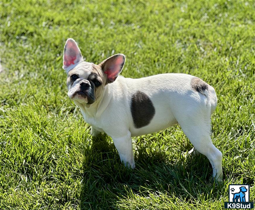 a french bulldog dog standing in grass
